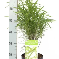 Smalbladige Vuilboom (Frangula Alnus 'Fine Line') -Essentie Groen Verkoop frangula alnus fine line 2