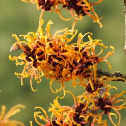 Toverhazelaar (Hamamelis Intermedia 'Orange Beauty') -Essentie Groen Verkoop gaar00221