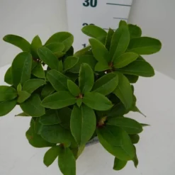 Rhododendron (Rhododendron 'Germania') -Essentie Groen Verkoop germania c2 boven