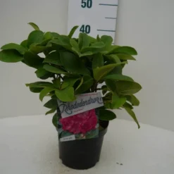 Rhododendron (Rhododendron 'Germania') -Essentie Groen Verkoop germania c2 voor