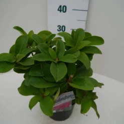 Rhododendron (Rhododendron 'Germania') -Essentie Groen Verkoop germania c2 zij