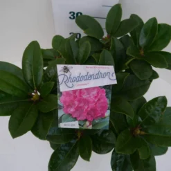 Rhododendron (Rhododendron 'Germania') -Essentie Groen Verkoop germania c5 boven