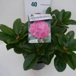 Rhododendron (Rhododendron 'Germania') -Essentie Groen Verkoop germania c5 zij