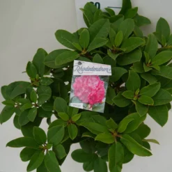 Rhododendron (Rhododendron 'Germania') -Essentie Groen Verkoop germania c7.5 boven
