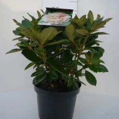 Dwergrhododendron (Rhododendron 'Golden Torch') 21 Dwergrhododendron (Rhododendron 'Golden Torch') -Essentie Groen Verkoop golden torch c4 voor