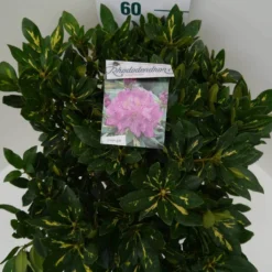Rhododendron (Rhododendron 'Goldflimmer') -Essentie Groen Verkoop goldflimmer c7.5 boven