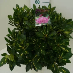 Rhododendron (Rhododendron 'Goldflimmer') -Essentie Groen Verkoop goldflimmer c7.5 zij
