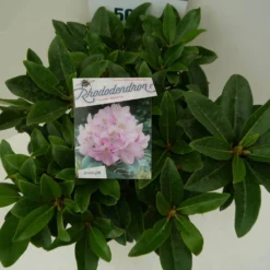 Rhododendron (Rhododendron 'Gomer Waterer') -Essentie Groen Verkoop gomer waterer c7.5 boven