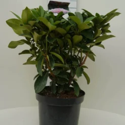 Rhododendron (Rhododendron 'Gomer Waterer') -Essentie Groen Verkoop gomer waterer c7.5 voor