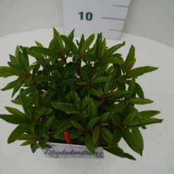 Rhododendron (Rhododendron 'Graziella') -Essentie Groen Verkoop graziella c2 boven