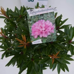 Rhododendron (Rhododendron 'Graziella') -Essentie Groen Verkoop graziella c5 boven