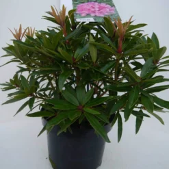Rhododendron (Rhododendron 'Graziella') -Essentie Groen Verkoop graziella c5 voor