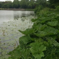 Mammoetblad (Gunnera Manicata) -Essentie Groen Verkoop gunnera 1