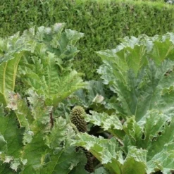 Mammoetblad (Gunnera Manicata) -Essentie Groen Verkoop gunnera manicata 1 1