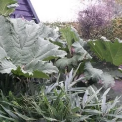 Mammoetblad (Gunnera Manicata) -Essentie Groen Verkoop gunnera manicata 1 1 1