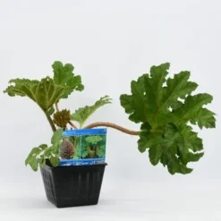 Mammoetblad (Gunnera Manicata) -Essentie Groen Verkoop gunnera manicata 28x28 20180412192854 2 1