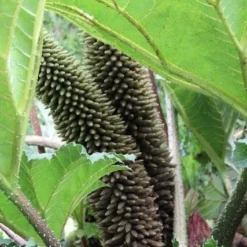 Mammoetblad (Gunnera Manicata) -Essentie Groen Verkoop gunnera manicata 2