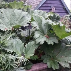 Mammoetblad (Gunnera Manicata) -Essentie Groen Verkoop gunnera manicata 2 1