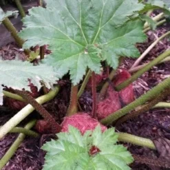 Mammoetblad (Gunnera Manicata) -Essentie Groen Verkoop gunnera manicata 4 1