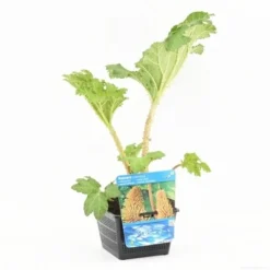 Mammoetblad (Gunnera Manicata) -Essentie Groen Verkoop gunnera manicata s e 13230 p18 1