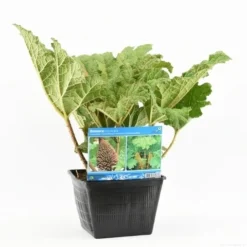 Mammoetblad (Gunnera Manicata) -Essentie Groen Verkoop gunnera manicata s e 13645 p28 1