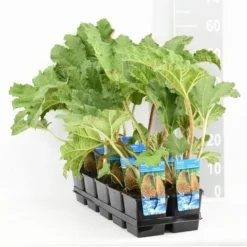 Mammoetblad (Gunnera Manicata) -Essentie Groen Verkoop gunnera manicata tl e 11115 p9