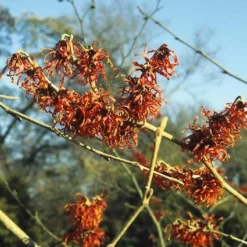 Toverhazelaar (Hamamelis Intermedia 'Diane') -Essentie Groen Verkoop haidiane 45 9