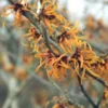 Toverhazelaar (Hamamelis Intermedia 'Jelena') -Essentie Groen Verkoop haijelen 35 7