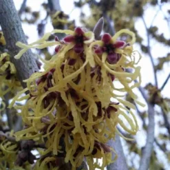Toverhazelaar (Hamamelis Intermedia 'Arnold Promise') -Essentie Groen Verkoop hamamelis arnold promise