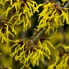 Toverhazelaar (Hamamelis Intermedia 'Arnold Promise') -Essentie Groen Verkoop hamamelis arnold promise 1