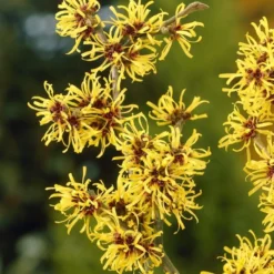 Toverhazelaar (Hamamelis Mollis)