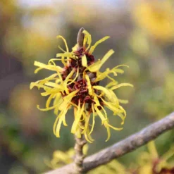 Toverhazelaar (Hamamelis Mollis 'Pallida') -Essentie Groen Verkoop hamamelis mollis pallida