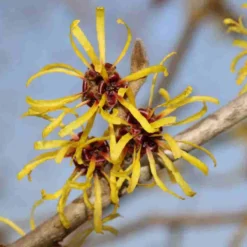 Toverhazelaar (Hamamelis Mollis 'Pallida') -Essentie Groen Verkoop hamamelis mollis pallida 4