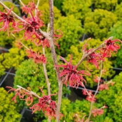 Toverhazelaar (Hamamelis Intermedia 'Ruby Glow') -Essentie Groen Verkoop hamamelisrubyglow02a