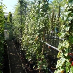 Kaukasische Klimop (Hedera Colchica 'Dentata Variegata') -Essentie Groen Verkoop hedera colchica dentata variegata 175 200 c10