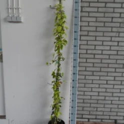 Kaukasische Klimop (Hedera Colchica 'Dentata Variegata') -Essentie Groen Verkoop hedera colchica dentata variegata 175 200 c10 2