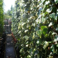 Kaukasische Klimop (Hedera Colchica 'Dentata Variegata') -Essentie Groen Verkoop hedera colchica dentata variegata 200 250 c15 1