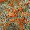 Duindoorn (Hippophae Rhamnoides) -Essentie Groen Verkoop hippophae rhamnoides