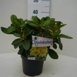 Rhododendron (Rhododendron 'Horizon Monarch') -Essentie Groen Verkoop hor. monarch c2 voor