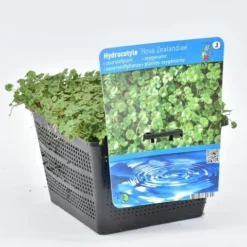 Waternavel (Hydrocotyle Novae-zealandiae) -Essentie Groen Verkoop hydrocotyle nova zealandiae 18x18 20180403224236