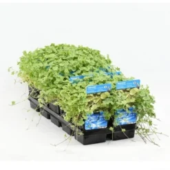 Bonte Waternavel (Hydrocotyle Sib. 'Variegata') -Essentie Groen Verkoop hydrocotyle sib. var. 20180424214355