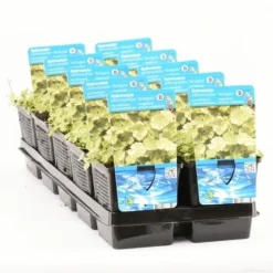 Bonte Waternavel (Hydrocotyle Sib. 'Variegata') -Essentie Groen Verkoop hydrocotyle sib. var. t