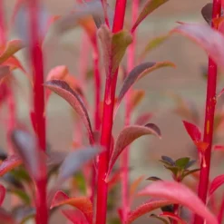 Pronkklokje (Enkianthus Campanulatus) -Essentie Groen Verkoop img 1495