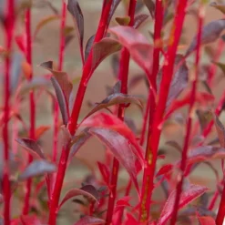 Pronkklokje (Enkianthus Campanulatus) -Essentie Groen Verkoop img 1496 1