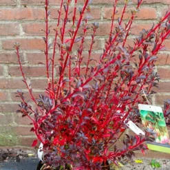 Pronkklokje (Enkianthus Campanulatus) -Essentie Groen Verkoop img 1497