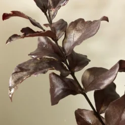 Lagerstroemia (Lagerstroemia Indica 'Rhapsody In Pink') -Essentie Groen Verkoop img 2473 1