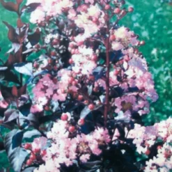 Lagerstroemia (Lagerstroemia Indica 'Rhapsody In Pink') -Essentie Groen Verkoop img 2475 1