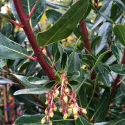 Essentie Groen Verkoop -Essentie Groen Verkoop img 2582