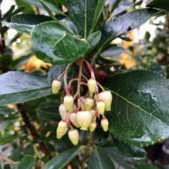 Aardbeiboom Als Struik (Arbutus Unedo) -Essentie Groen Verkoop img 2585