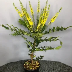 Mahoniestruik (Mahonia Media 'Winter Sun') -Essentie Groen Verkoop img 2655 1